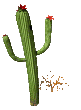 nature cactus004
