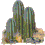 nature cactus007