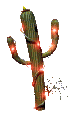 nature cactus009