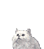 chat blanc video