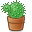 cactus 35
